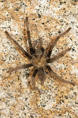 Tarantula Spider Crawling On Rock