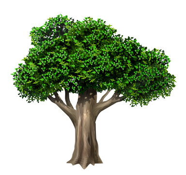 Realistic old large oak tree in vector