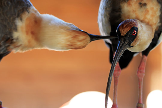 Ibis mandore
