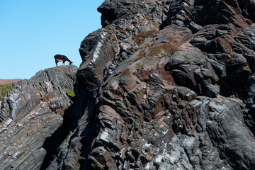 A goat standing on a rock in front of a bright blue sky in the Greek Islands.
