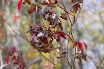 Autumn leaves and berries