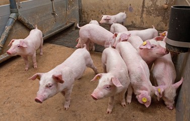 Pigs at stable. Farming