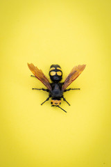 Mammoth wasp, Megascolia maculata, Huge wasp on yellow background in a flat surface, Macro
