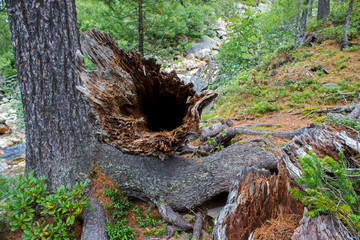 tree in forest