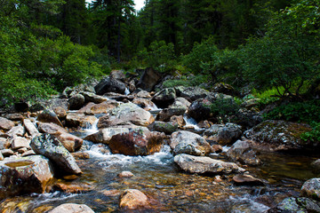 stream in forest