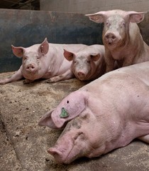 Pigs at stable. Farming