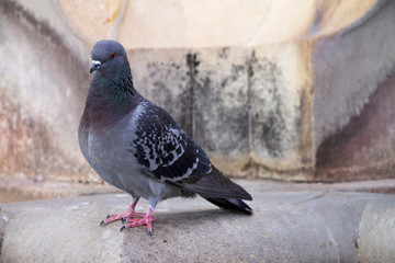 Pigeon on the street