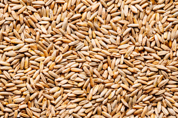 Pile of raw rye seeds 