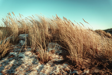 Vintage Baltic sea coast beach dunes with reed at peaceful evening sunset with snow and high contrast blue cloudless sky background