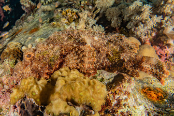 Coral reefs and water plants in the Red Sea, Eilat Israel