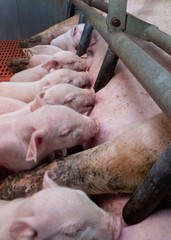 Pigs. Piglets nursing at stable. Farming