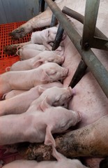 Pigs. Piglets nursing at stable. Farming