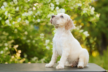 Irish red setter portrait on green grass background, outdoors, horizontal