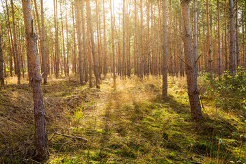 Spruce trees forest on a sunny day