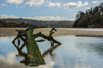 Tree Sinking in the Beach with reflections in the water