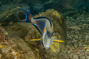 Fish swim in the Red Sea, colorful fish, Eilat Israel