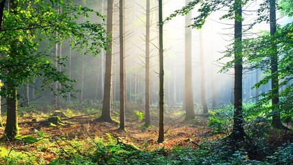 Overgrown green forest in fog with sun rays. Osnabruck, Germany
