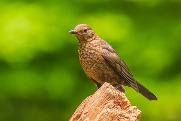 Fototapeta premium Closeup of a female Blackbird (turdus merula)