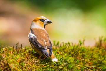 Closeup of a male hawfinch Coccothraustes coccothraustes songbird perched in a forest.