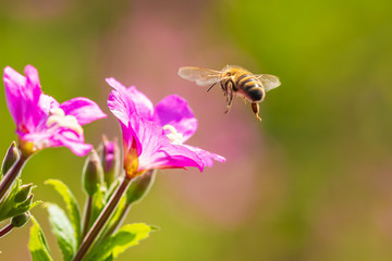 Honey bee Apis mellifera pollination on pink great hairy willowherb Epilobium hirsutum flowers