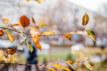 tree branches with yellow leaves and drops of water