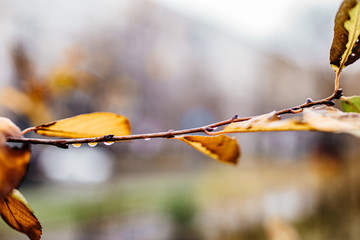 tree branches with yellow leaves and drops of water