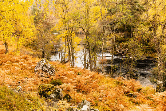 Glen Strathfarrar in Autumn or Fall with the River Farrar running through the Glen.  Colourful, golden Silver Birch trees and Scots Pine. Horizontal.  Space for copy.