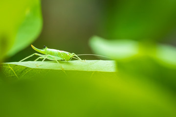 Meconema thalassinum, oak bush-cricket or drumming katydid,