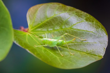 Meconema thalassinum, oak bush-cricket or drumming katydid,