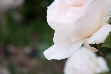 Rosa blanca en jardín