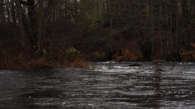 A cold autumn day at the morrum river in Sweden with water flowing and leaves falling from the trees