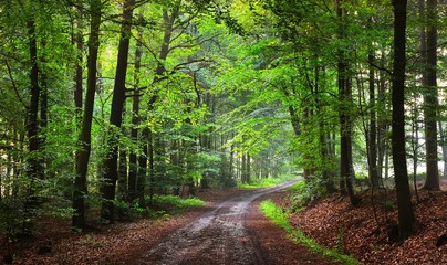 Gravel road in a green misty forest in summer. Osnabruck, Germany