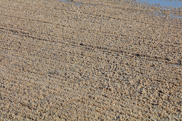 Friction trace in salt pond