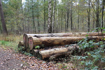 Fototapeta premium Holzstapel in der Landschaft
