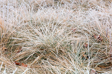 Subtilis in frost and snow