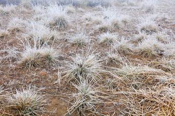 Subtilis in frost and snow