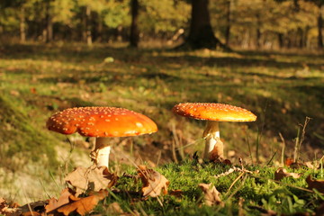 a landscape with two big red fly agaric mushrooms closeup in a forest in autumn 