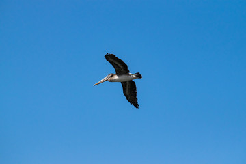 Pelican in Mexico