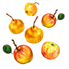 Watercolor drawing, set, ripe autumn apples and pears isolated on white background.