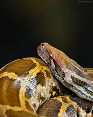 THE BEAUTIFUL DEADLINESS