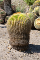 cactus in the desert