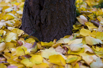 Yellow apricot leaves on the ground around the tree - autumn