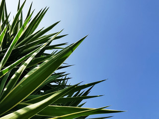 Yucca gigantea or Adam’s needle yucca or Yucca filamentosa tree plant leaves against blue sky background. Copy space is on the right side. 