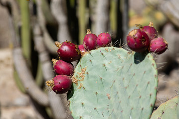 Cactus in the Garden