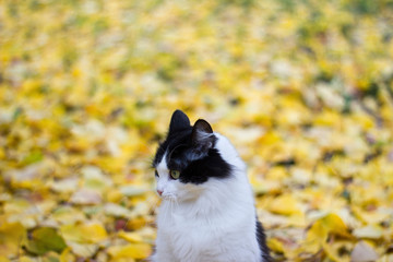 Black and white angry kitty against background yellow leaves - autumn