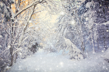 Winter landscape with trees and snowfall. Winter background.