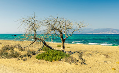 picturesque coast landscape with dry lifeless tree , abandoned beach with golden sand and green bushes , sea with azure water and mild surf, blue sky and mountains on the background