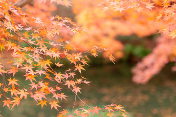 Autumn leaves on the sun. Autumn landscape with yellow trees and sun. Yellow, orange and red autumn leaves in beautiful park. Season of autumn leaves.