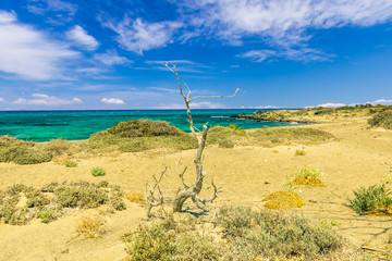 picturesque coast landscape with dry lifeless tree , abandoned beach with golden sand and green bushes , sea with azure water and mild surf, blue sky and mountains on the background