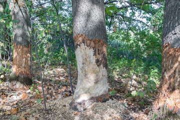Beavers gnawed large mighty old oaks